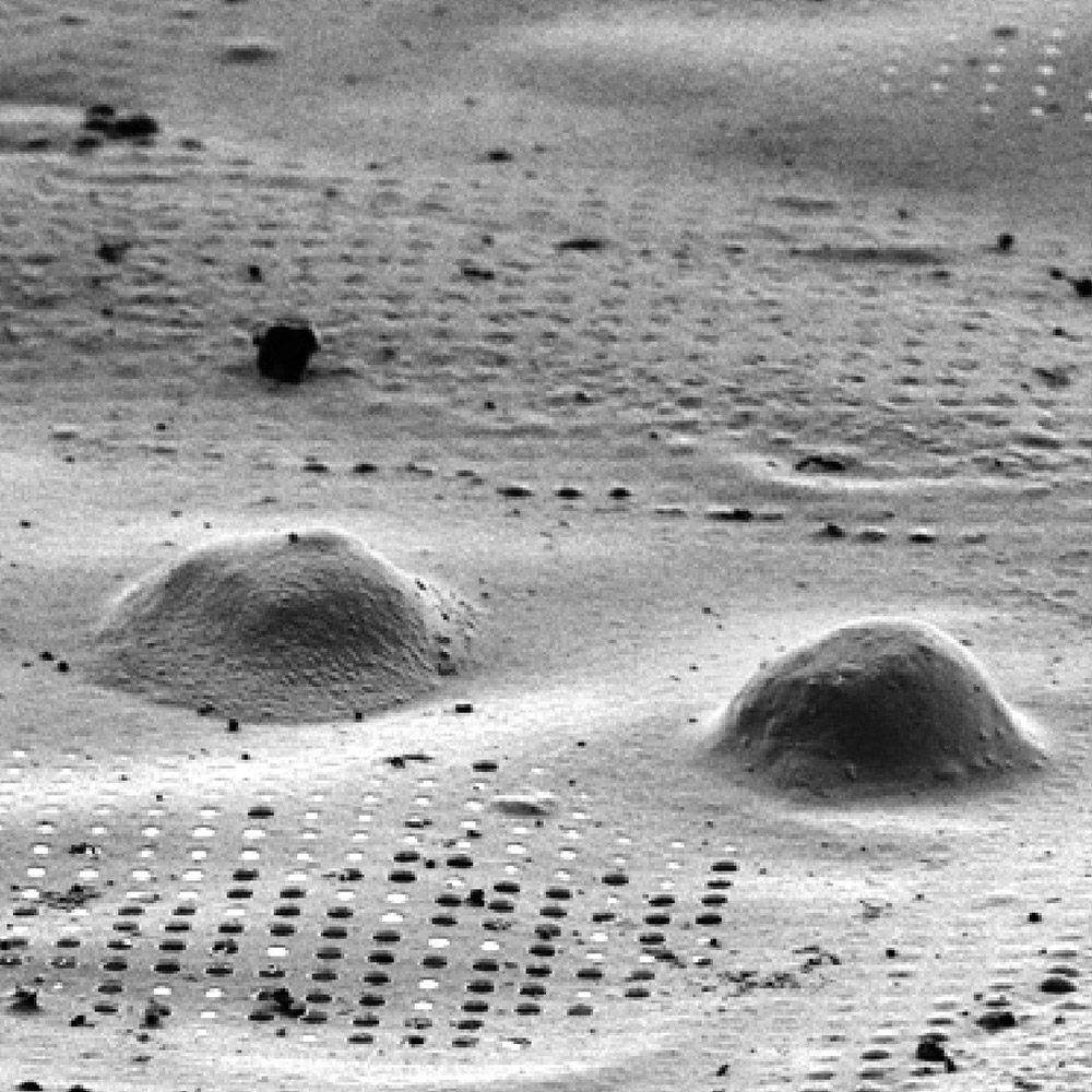 Cells of interest grown on the TEM grid 