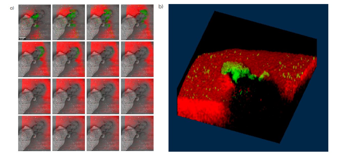 Fig 6.3D imaging of SWCNTs on PE film.For a 3D image of the SWCNTs on PE sample