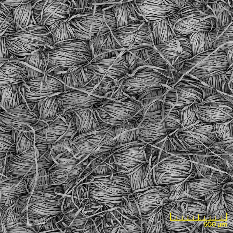 Structure of cotton (chụp bằng Kính hiển vi điện tử quét SEM TESCAN)